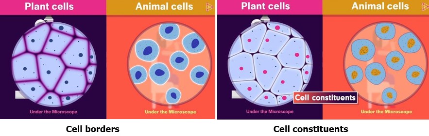 Cell borders and Cell constituents