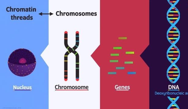 DNA