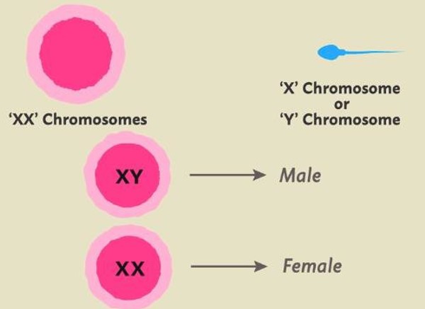 Determination of the sex of a child