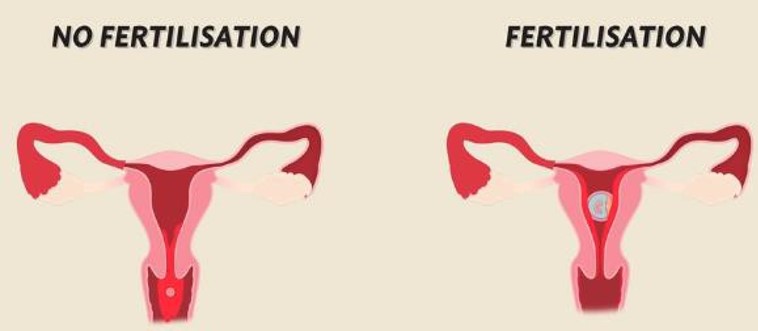 Difference when the egg is not fertilised and when it is fertilised