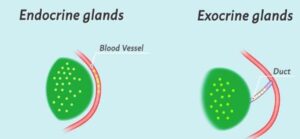 Endocrine and Exocrine Glands