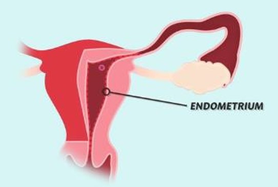 Endometrium