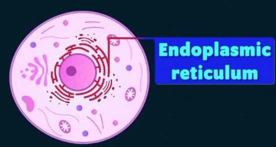 Endoplasmic Reticulum