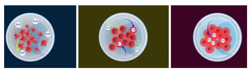 Hypertonic Solution, Isotonic solution, Hypotonic Solution