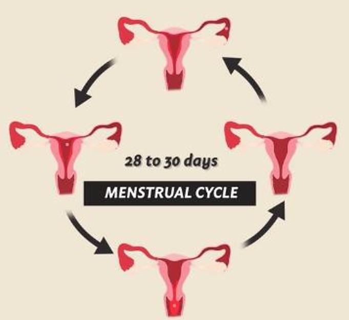 Menstrual cycle