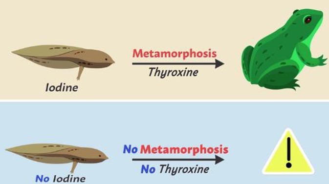 Metamorphosis of Frog