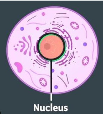 Nucleus