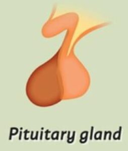 Pituitary gland