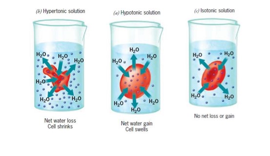 RBCs in different types of salt solutions