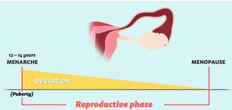 Reproductive phase in female