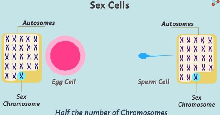 Sex cells of humans