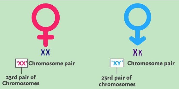 Sex chromosomes in female and male