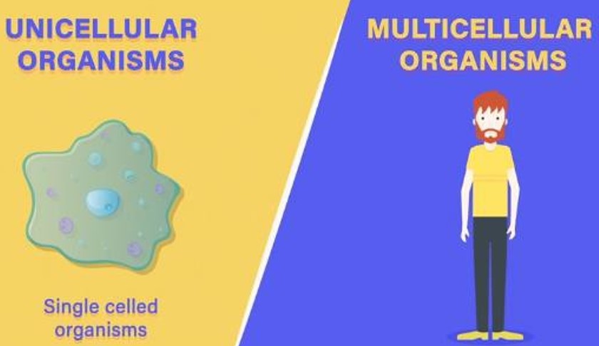 Unicellular Organisms and Multicellular Organisms