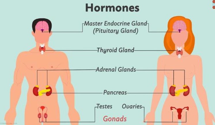 Various glands of the human body