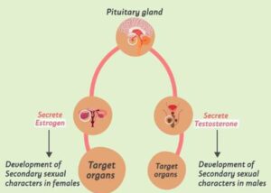 Working of Hormones