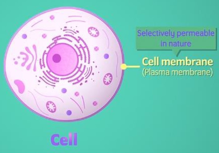 cell membrane