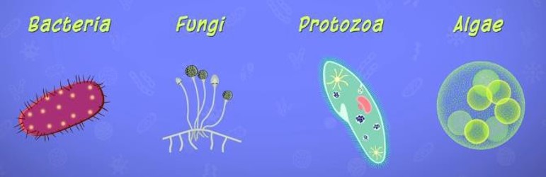 Classification of Microbes