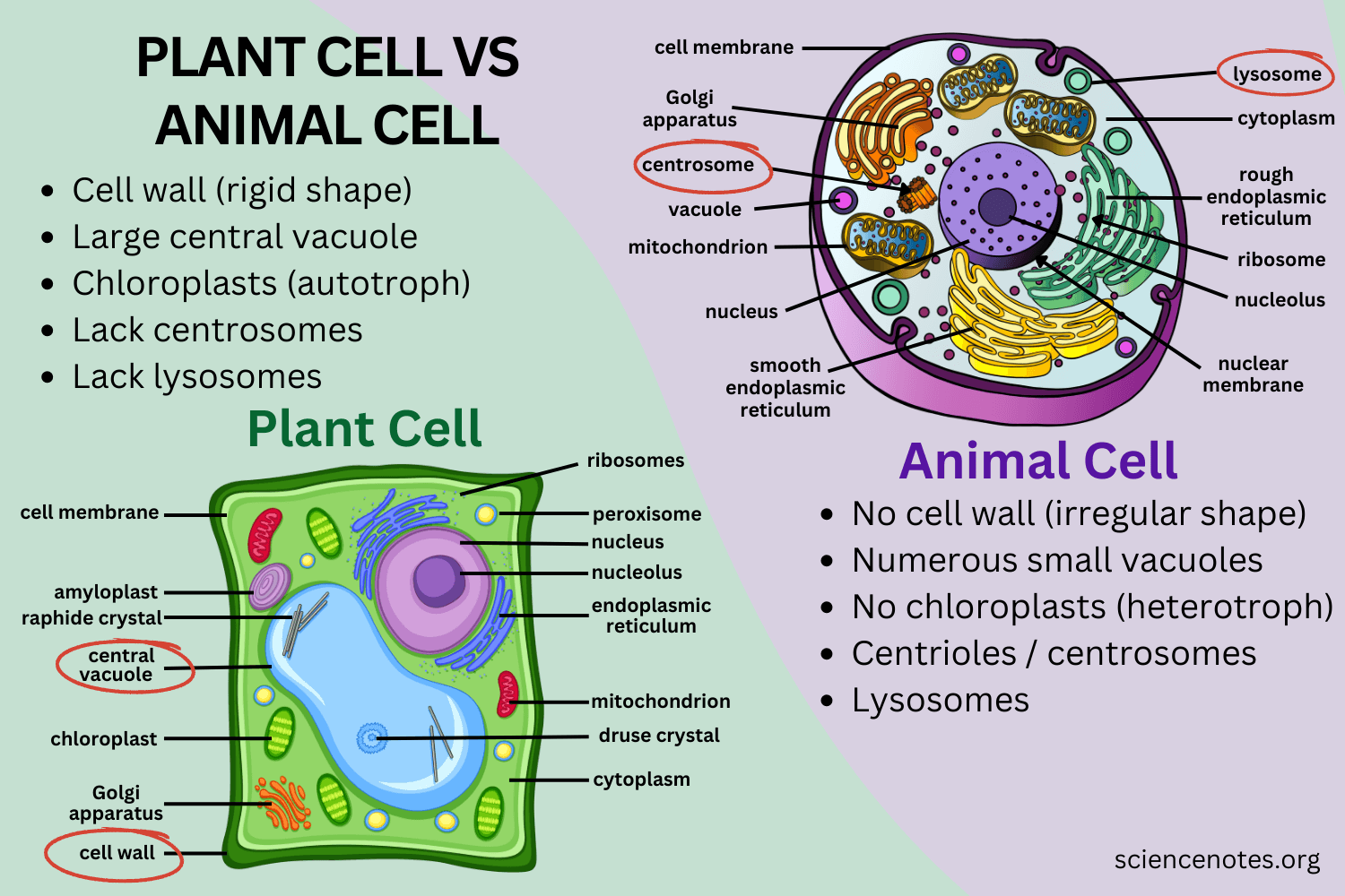 Differences Between Plant Cell and Animal Cell