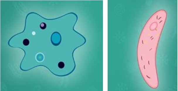 Euglena and Plasmodium