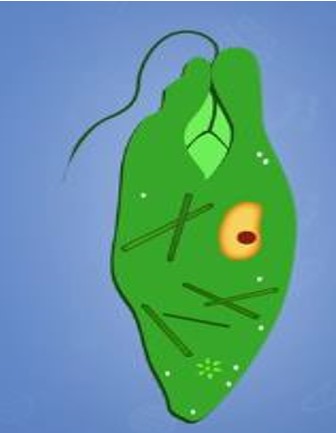 Euglena