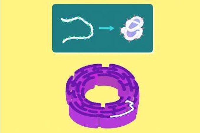 Folding of Proteins in the ER