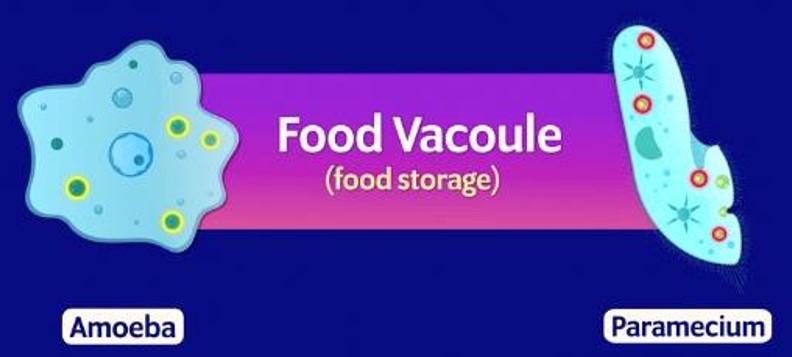 Food vacuoles