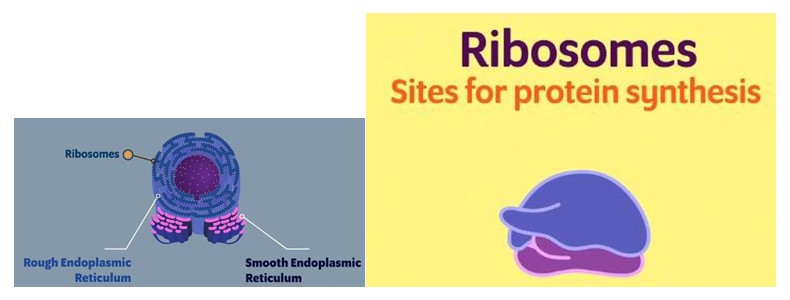 Functions of the endoplasmic reticulum