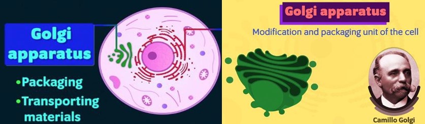 Golgi apparatus