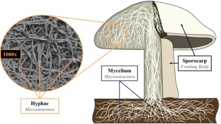 Hyphae and Mycelium