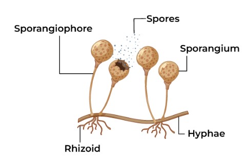 Structure of Fungi