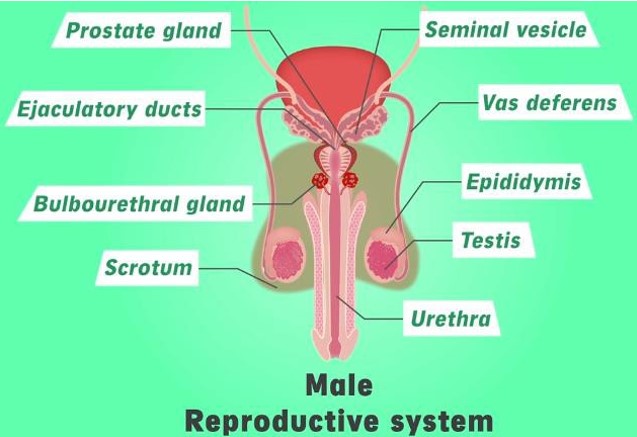 Male Reproductive System