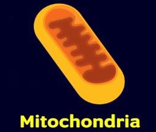 Mitochondria