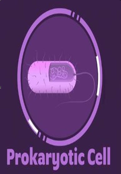 Prokaryotic cell