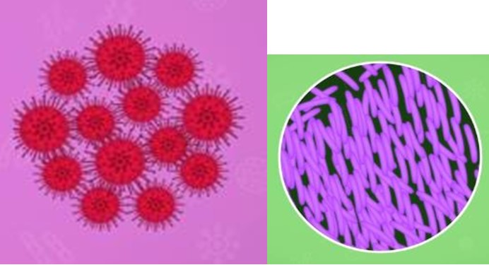 Rabies virus and Bacillus anthracis