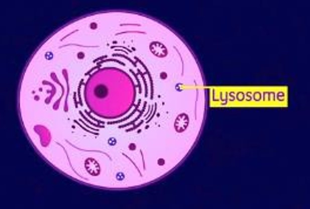 Lysosomes