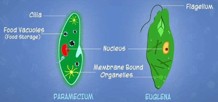 Structure of a Protozoan