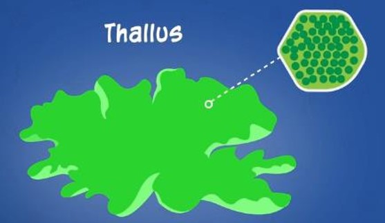 Thallus