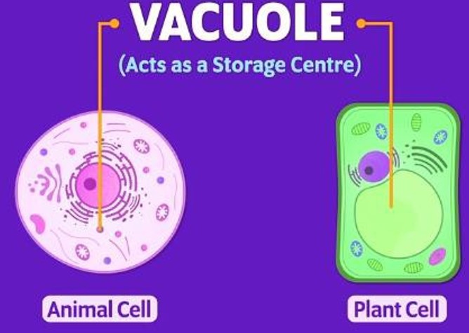 Vacuole