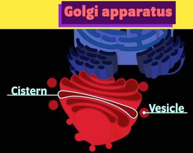 functions of the Golgi apparatus