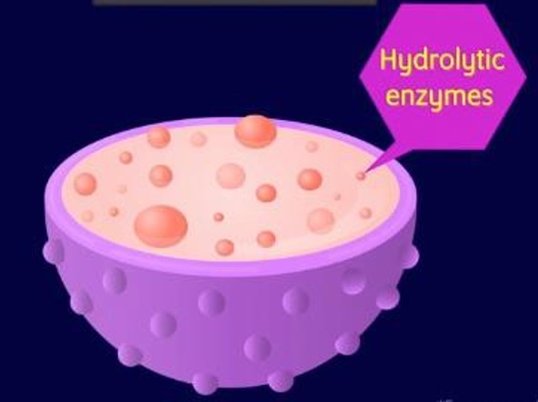 hydrolytic enzymes