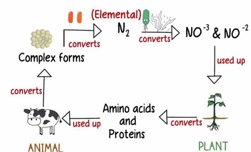 nitrogen cycle