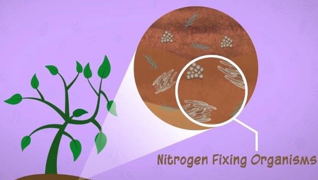 nitrogen fixing organism