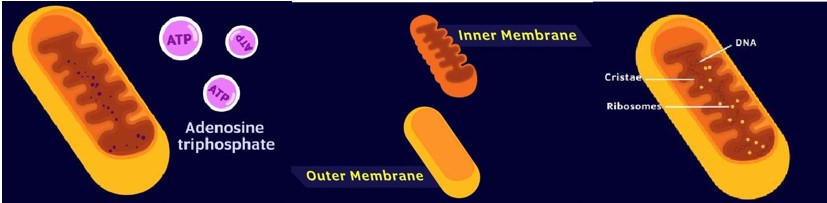 structure of Mitochondria