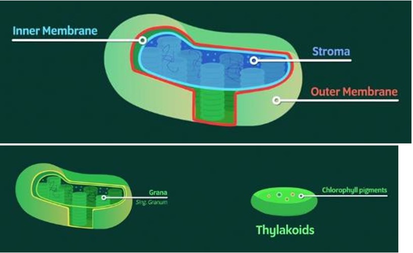 types of Plastids