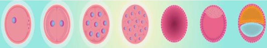 Development of Embryo