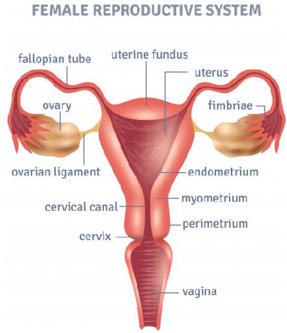 Female Reproductive System