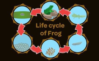 Life cycle of Frog