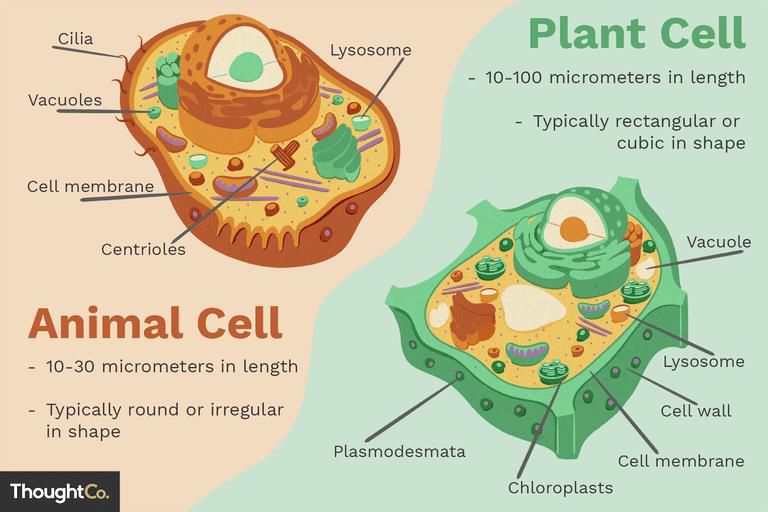 plant cell and animal cell