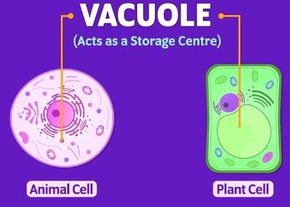 Vacuoles