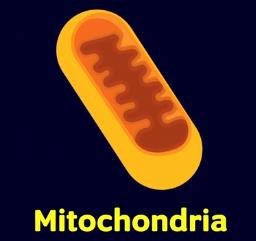 Mitochondria